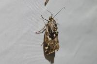 Emmelia trabealis