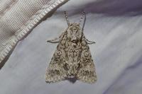 Acronicta megacephala