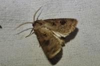 Agrotis bigramma