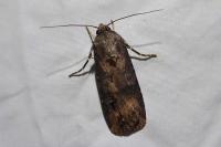 Agrotis ipsilon