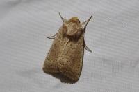 Hoplodrina ambigua