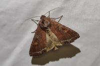 Lacanobia oleracea
