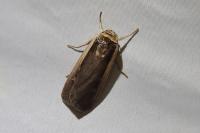 Ochropleura leucogaster