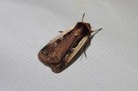 Ochropleura plecta