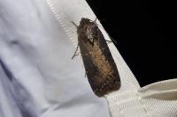 Peridroma saucia