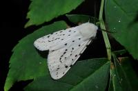 Spilosoma lubricipeda