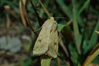 Helicoverpa armigera