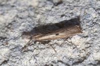 Agriphila geniculea