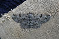 Peribatodes rhomboidaria