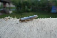 Eilema caniola
