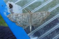 Patania ruralis