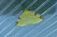 Opisthograptis luteolata