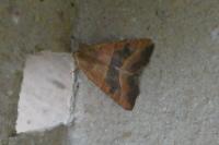 Atethmia centrago