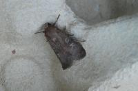 Xestia xanthographa