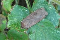 Noctua pronuba