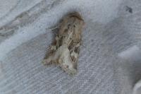 Luperina dumerilii