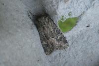 Luperina testacea