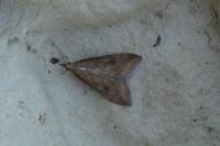 Udea ferrugalis