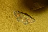 Cyclophora