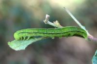 Scoliopteryx libatrix