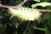 Calliteara pudibunda