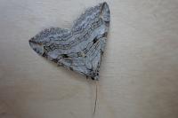 Aplocera efformata