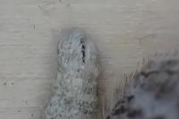 Aplocera efformata
