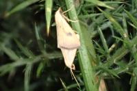 Rivula sericealis