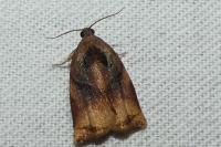 Archips podana