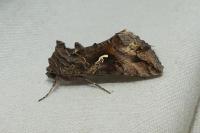 Autographa gamma
