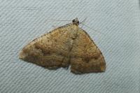 Camptogramma bilineata