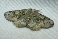 Cleorodes lichenaria