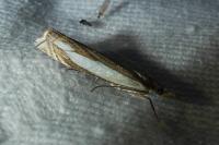 Crambus pascuella