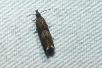Dichrorampha
