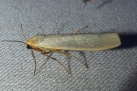 Eilema caniola