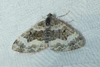 Epirrhoe alternata