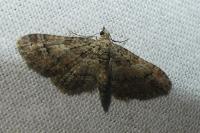 Gymnoscelis rufifasciata