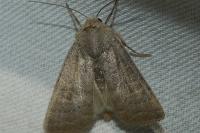 Hoplodrina ambigua
