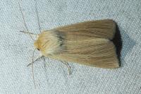 Mythimna pallens