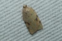 Acleris ferrugana/notana