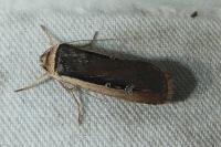 Ochropleura leucogaster