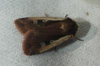 Ochropleura plecta