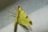 Opisthograptis luteolata