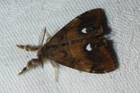 Orgyia antiqua