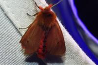 Phragmatobia fuliginosa