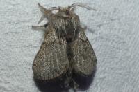 Trichiura crataegi