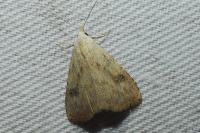 Rivula sericealis