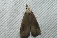 Schrankia costaestrigalis
