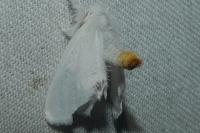 Sphrageidus similis