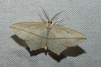 Timandra comae